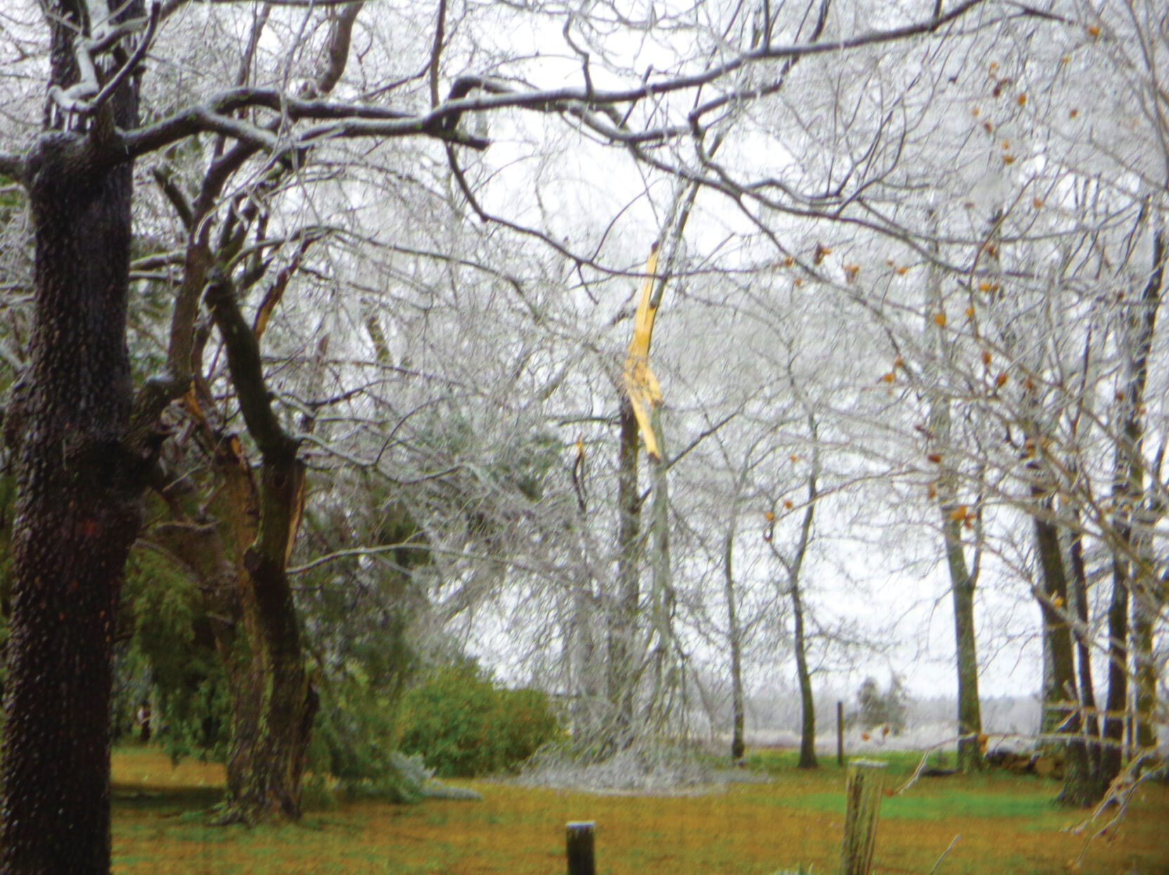 Yard-Norlina area.jpg